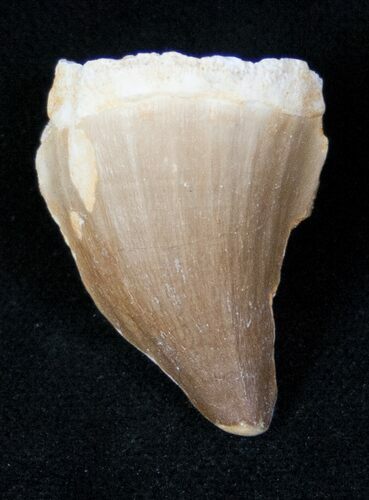 Fossil Mosasaurus Tooth #12739